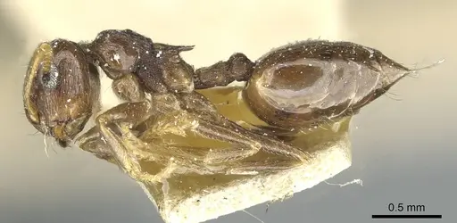 Crematogaster striatula specimen CASENT0912817 image casent0912817_3