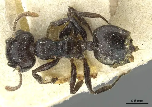 Crematogaster striatula specimen CASENT0912818 image casent0912818_1