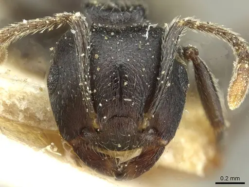 Crematogaster striatula specimen CASENT0912818 image casent0912818_2