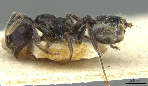 Crematogaster striatula specimen CASENT0912818 image casent0912818_3