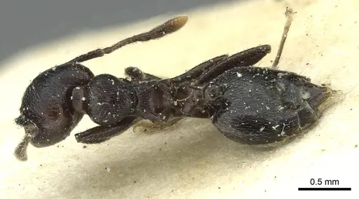 Crematogaster striatula specimen CASENT0912819 image casent0912819_1
