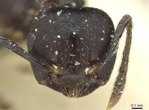 Crematogaster striatula specimen CASENT0912819 image casent0912819_2