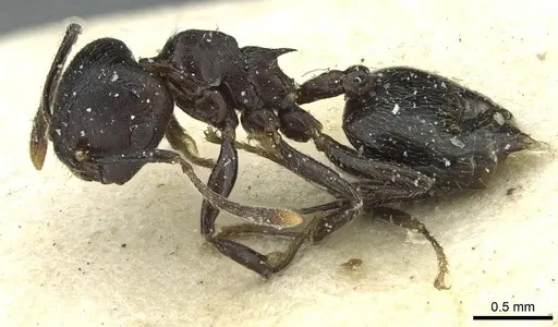 Crematogaster striatula specimen CASENT0912819 image casent0912819_3