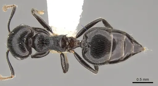 Crematogaster striatula specimen CASENT0914191 image casent0914191_1