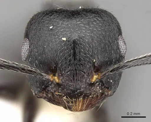 Crematogaster striatula specimen CASENT0914191 image casent0914191_2