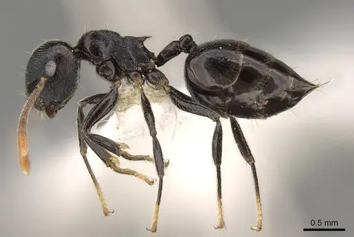Crematogaster striatula specimen CASENT0914191 image casent0914191_3