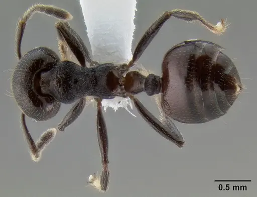 Crematogaster subcircularis specimen CASENT0193915 image casent0193915_1