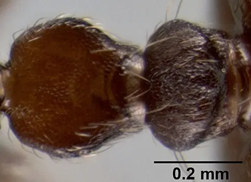 Crematogaster subcircularis specimen CASENT0193915 image casent0193915_2
