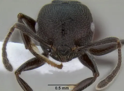 Crematogaster subcircularis specimen CASENT0193915 image casent0193915_3