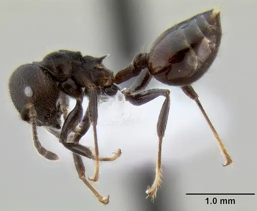 Crematogaster subcircularis specimen CASENT0193915 image casent0193915_4