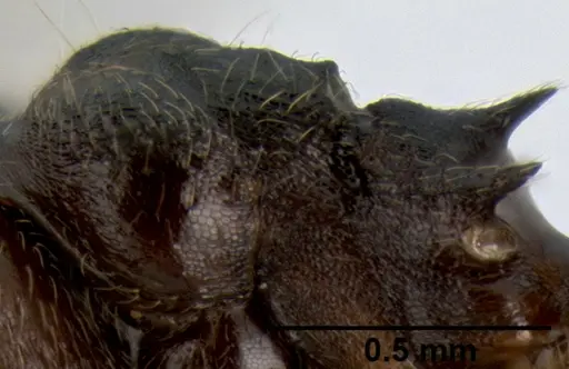 Crematogaster subcircularis specimen CASENT0193915 image casent0193915_5
