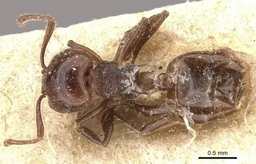 Crematogaster subcircularis specimen CASENT0908592 image casent0908592_1