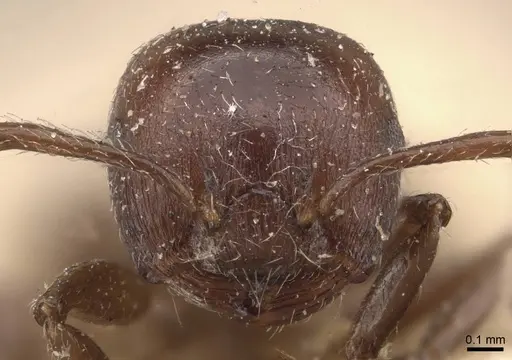 Crematogaster subcircularis specimen CASENT0908592 image casent0908592_2