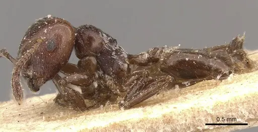 Crematogaster subcircularis specimen CASENT0908592 image casent0908592_3