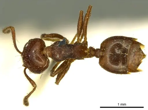 Crematogaster subcircularis specimen CASENT0919688 image casent0919688_1