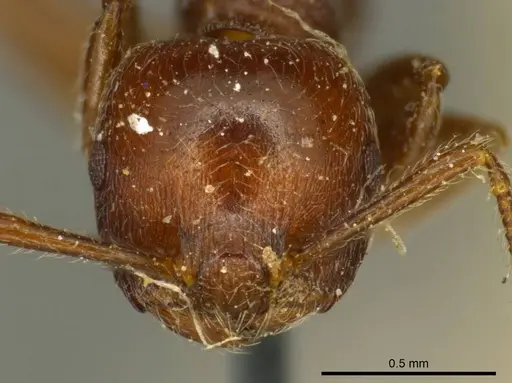 Crematogaster subcircularis specimen CASENT0919688 image casent0919688_2