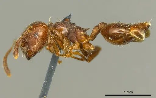 Crematogaster subcircularis specimen CASENT0919688 image casent0919688_3