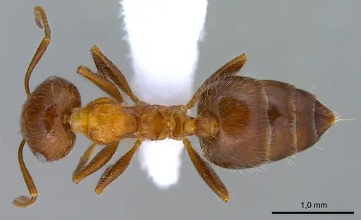 Crematogaster subdentata specimen ANTWEB1008065 image antweb1008065_1