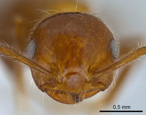 Crematogaster subdentata specimen ANTWEB1008065 image antweb1008065_2