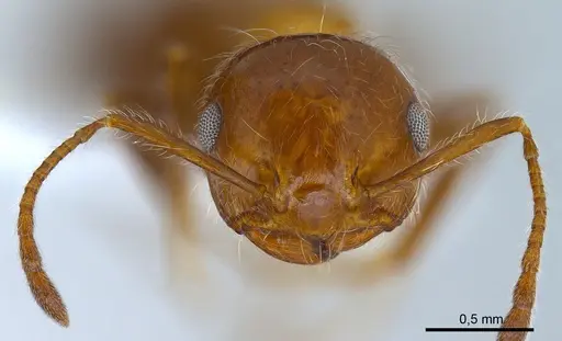 Crematogaster subdentata specimen ANTWEB1008065 image antweb1008065_3