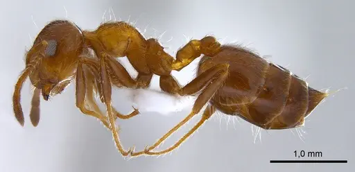 Crematogaster subdentata specimen ANTWEB1008065 image antweb1008065_4