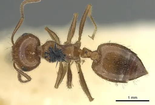 Crematogaster subdentata specimen CASENT0902140 image casent0902140_1