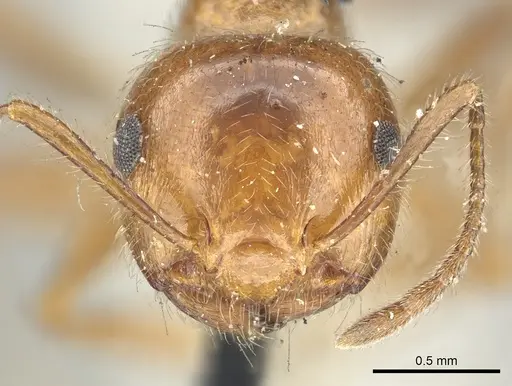 Crematogaster subdentata specimen CASENT0902140 image casent0902140_2