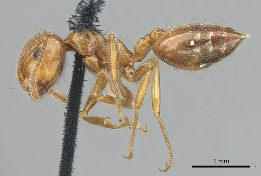 Crematogaster subdentata specimen CASENT0902140 image casent0902140_3