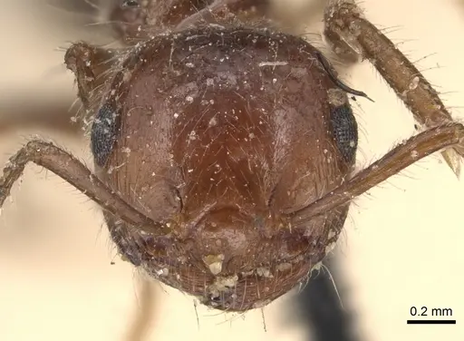 Crematogaster subdentata specimen CASENT0904502 image casent0904502_2