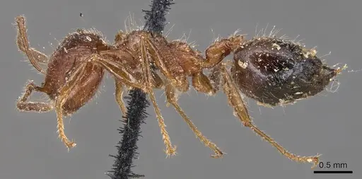Crematogaster subdentata specimen CASENT0904502 image casent0904502_3