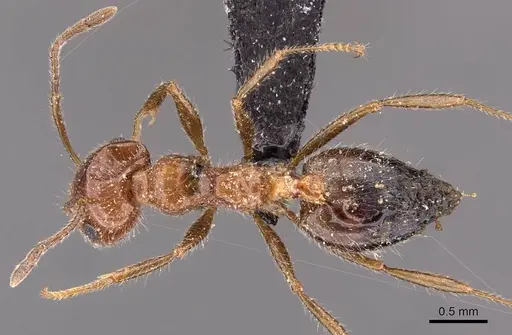 Crematogaster subdentata specimen CASENT0908493 image casent0908493_1