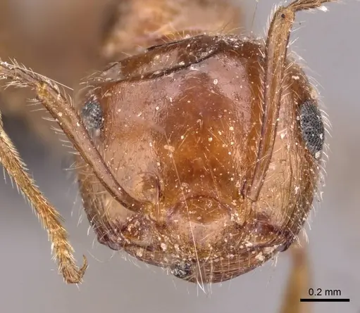 Crematogaster subdentata specimen CASENT0908493 image casent0908493_2