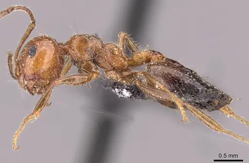 Crematogaster subdentata specimen CASENT0908493 image casent0908493_3
