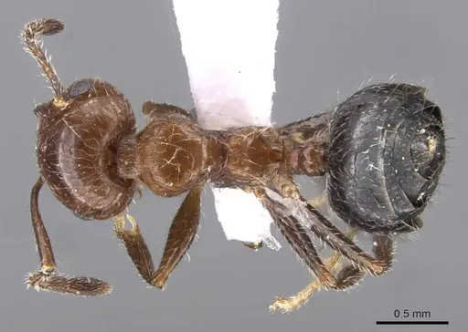 Crematogaster subdentata specimen CASENT0910242 image casent0910242_1
