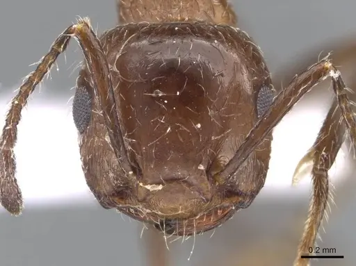 Crematogaster subdentata specimen CASENT0910242 image casent0910242_2