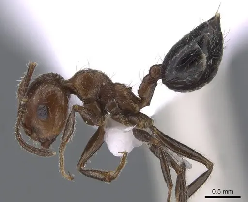 Crematogaster subdentata specimen CASENT0910242 image casent0910242_3
