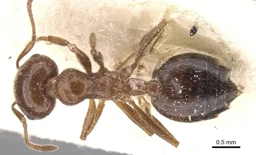 Crematogaster subdentata specimen CASENT0912725 image casent0912725_1