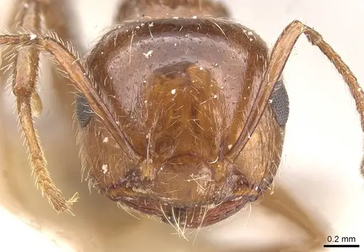 Crematogaster subdentata specimen CASENT0912725 image casent0912725_2