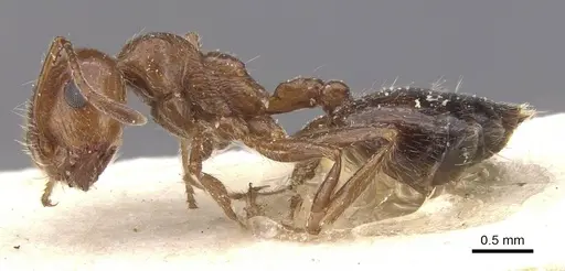 Crematogaster subdentata specimen CASENT0912725 image casent0912725_3