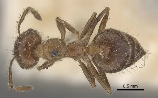 Crematogaster subdentata specimen CASENT0919657 image casent0919657_1