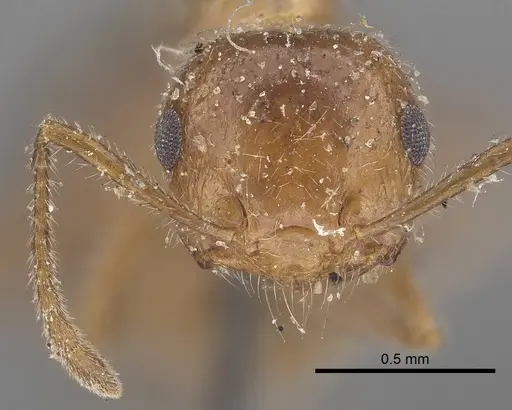 Crematogaster subdentata specimen CASENT0919657 image casent0919657_2
