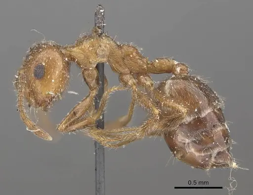 Crematogaster subdentata specimen CASENT0919657 image casent0919657_3