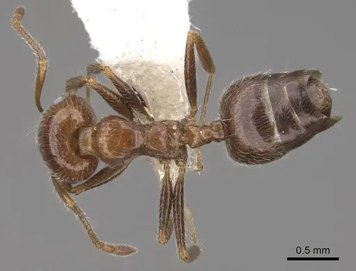 Crematogaster subdentata specimen CASENT0922719 image casent0922719_1