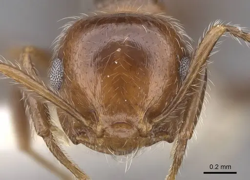 Crematogaster subdentata specimen CASENT0922719 image casent0922719_2