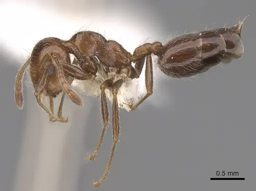 Crematogaster subdentata specimen CASENT0922719 image casent0922719_3