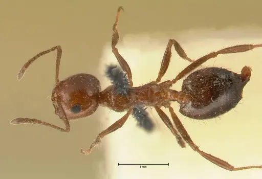 Crematogaster subdentata specimen FOCOL1445 image focol1445_1