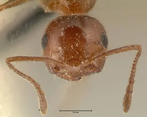 Crematogaster subdentata specimen FOCOL1445 image focol1445_2