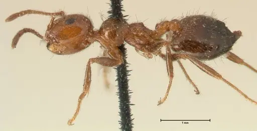 Crematogaster subdentata specimen FOCOL1445 image focol1445_3