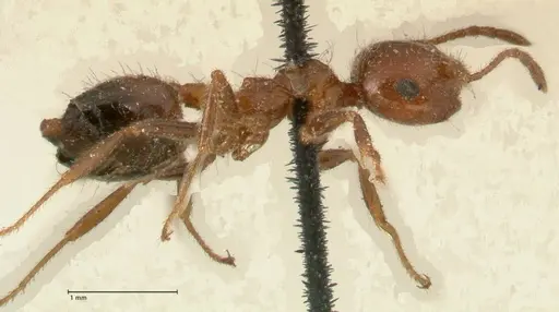 Crematogaster subdentata specimen FOCOL1445 image focol1445_4