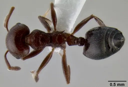 Crematogaster subnuda specimen CASENT0193690 image casent0193690_1